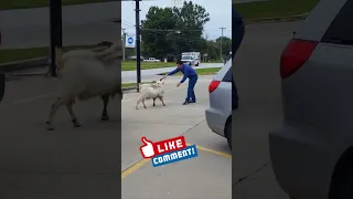 When Goats have no Mercy🐐Instant Compilation🔥BEST OF KARMA🔥