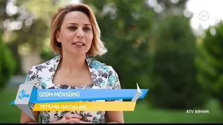 Üzüm mövsümü