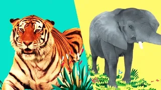 StoryBots | Wild Animal Songs For Kids | Jungle: Lion, Tiger, Rhino | Learning Songs | Netflix Jr