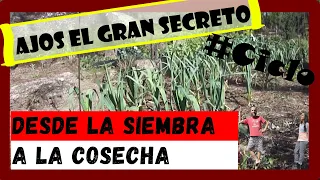 🌱 Como sembrar Ajo 🧄| Como cosechar Ajo | Como cultivar Ajo | Ciclo completo