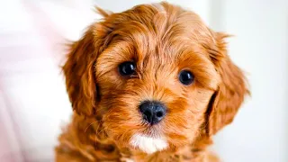 Cavapoo - The Ultimate Top 10 Pro's and Cons Guide
