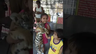 The baby tiger @ malabon zoo(May 19 2019)