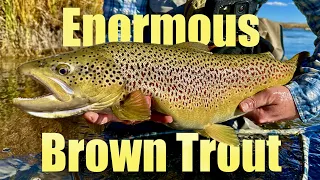 ENORMOUS BROWN TROUT on the Fly (Part 1)