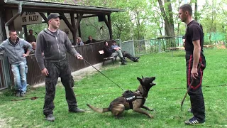 Dog training : protection bite work with amazing dogs and handlers to a igp training with Viorel !!!