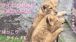 第3弾オリト＆イオの赤ちゃんをずーっと見たいあなたにお届け♪ライオン3姉妹の癒し時間vol.141@旭山動物園/want to see the 3 lion baby sisters 4ever