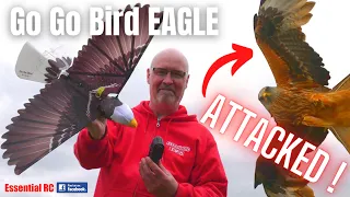 MY RC EAGLE ATTACKED BY BIRD OF PREY !!! Go Go Bird EAGLE RC Ornithopter | FLIGHT TEST