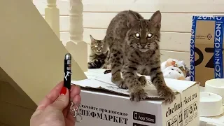 BOBCAT KITTEN REACTION TO THE LASER