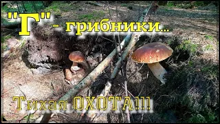 Грибов, хоть косой коси... Призыв к ГРИБНИКАМ!!! Тихая охота.