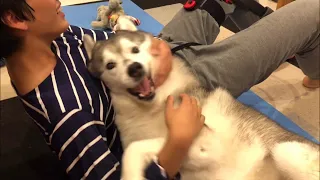 Siberian Husky wants to play with his brother