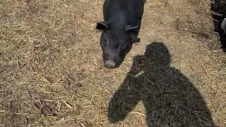 Teaching my piggy 🐷 to recall