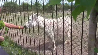Лама Рома, ослик Паша. Парк "Тайган" ❤