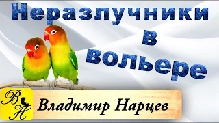 Неразлучники в вольере