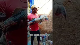 thulo maxaa || Maxaa | fish #fish #fishingtutorial #villagefish #fishing @fishingnepalnepal