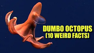 Dumbo Octopus 🐙 (10 FACTS You NEVER KNEW)