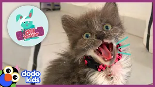 All Better Penny — Tiny Sick Kitten Grows Up To Be So Feisty!  | Animal Videos For Kids | Dodo Kids