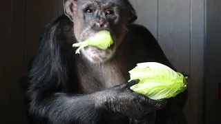 Negra Chimpanzee enjoys a whole head of lettuce