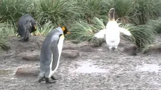 King Penguin Having a Bad Day
