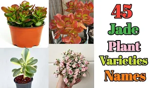 45 Best Jade Plant Varieties with Names | Jade, Crassula Types with Names | Plant and Planting