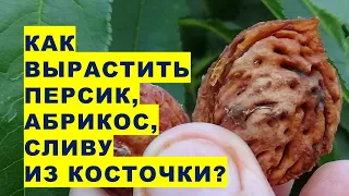 Как вырастить из косточки персика, абрикоса, сливы дерево для своего райского сада