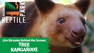 TREE KANGAROOS (LIVE FOOTAGE) | AUSTRALIAN REPTILE PARK