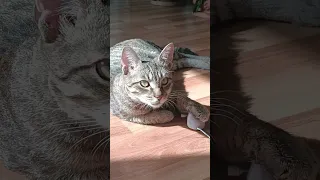 Cute moments with Max lying in the sun🐈 #cutecats #relaxing #sunset #entertainment