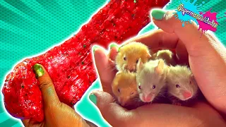 Mis 8 hamsters eligen mi Slime - Supermanualidades