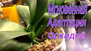 ⚡️ Мгновенная адаптация орхидей🎯 .  Обзор растений из посылки #3 через месяц.