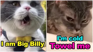 These Cats Can Speak English Better Than Hooman  😸 Funny Cats Compilation