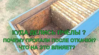 Мёд откачал ПЧЕЛЫ НЕТ куда пропали пчёлы и почему🐝🐝🐝