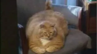 Worlds fattest cat