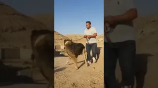 Aggressive Caucasian Shepherd Big Giant TURKISH DOG 🔥🔥