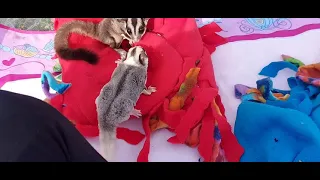 sugar glider fight.