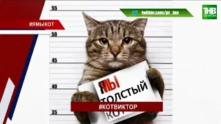 Кот Виктор, которого не пустили на борт самолёта, прибыл в Казань | ТНВ