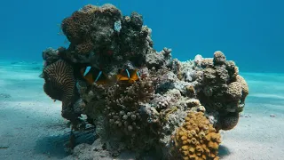 Дивовижний Ізраїль. Незаймана природа Червоного моря - документальний фільм українською [FullHD]