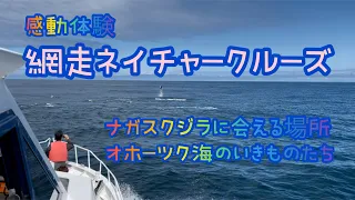 【Trip】あばしりネイチャークルーズ〜ナガスクジラに会える場所〜