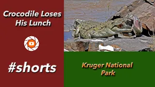 Crocodile loses his lunch In the Kruger National Park | #Shorts