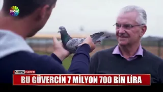 Bu güvercin 7 milyon 700 bin lira