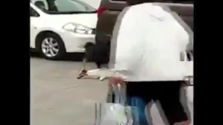 Perro Intenta Salvar A Su Amigo Pero El no Sabe Que Ya Fallecio