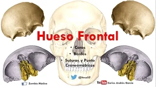 Anatomía - Hueso Frontal (Caras, Bordes, Puntos Craneométricos)