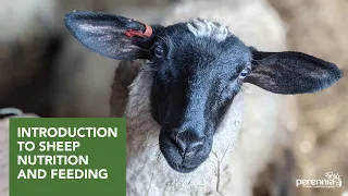 Introduction to Sheep Nutrition and Feeding