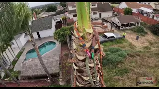 La palmera más peligrosa de todos los tiempos 😬😱😅