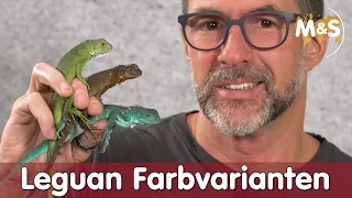 Der Grün, Rot, Blau und Gelbe Leguan | Iguana Iguana | Reptil TV