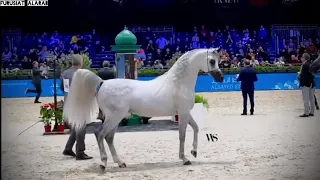 بطولة العالم لجمال الخيل العربية - باريس | البطل الذهبي للافحل 🥇 سندوان كي ايه 🥇201‪9