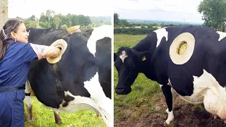 Ungewöhnliche Bauernhoftiere Von Denen Du Nicht Glauben Wirst Dass Es Sie Wirklich Gibt