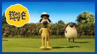 희귀 새 촬영팀 / 펠리칸 - 숀 더쉽 [Shaun the Sheep]