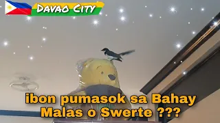 Ibon pumasok sa bahay Malas o Swerte???