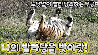 (4K)자유로운 영혼 무궁이의 뒹굴쇼~! - 백두대간수목원 / 한국호랑이 / 호랑이숲