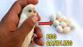 Egg candling of budgies parrot & budgie egg infertile |how to check fertile and infertile eggs