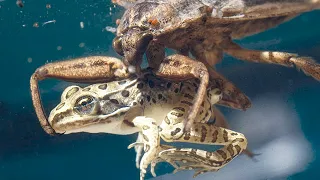 Охотник на змей, лягушек и черепах! Гигантский водяной клоп – хищный болотный монстр!