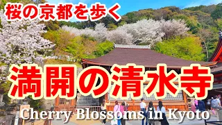 4/7(日)満開京都の桜 快晴の清水寺を歩く【4K】Cherry Blossoms in Kyoto Kiyomizudera Temple